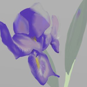 Flores 17